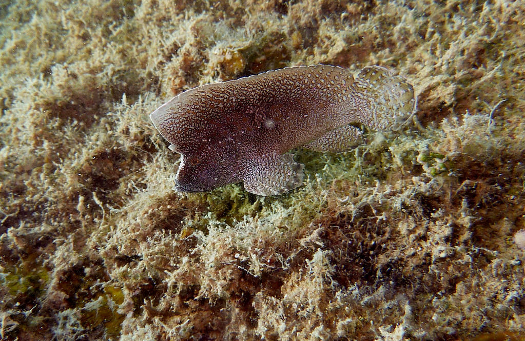 Kronen-Samtfisch