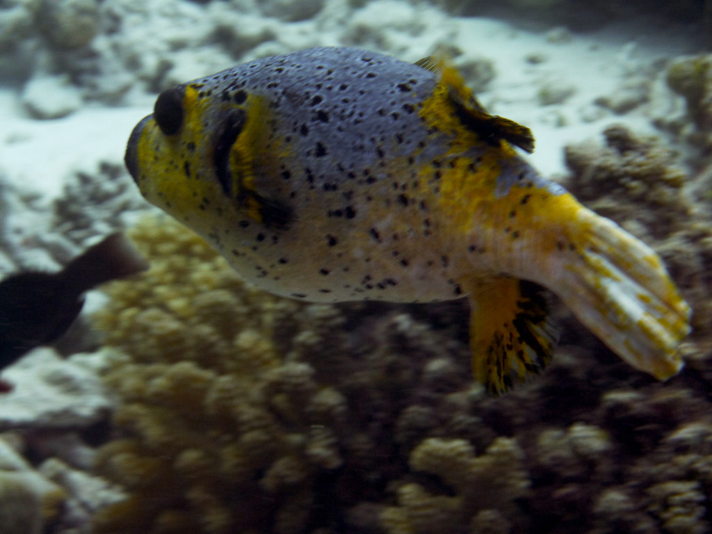 Schwarzfleck - Kugelfisch