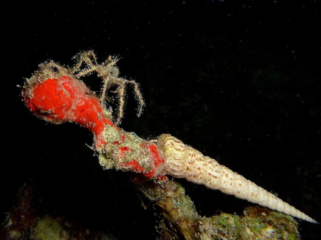 Dornen - Spinnenkrabbe ( Spiny spider crab )