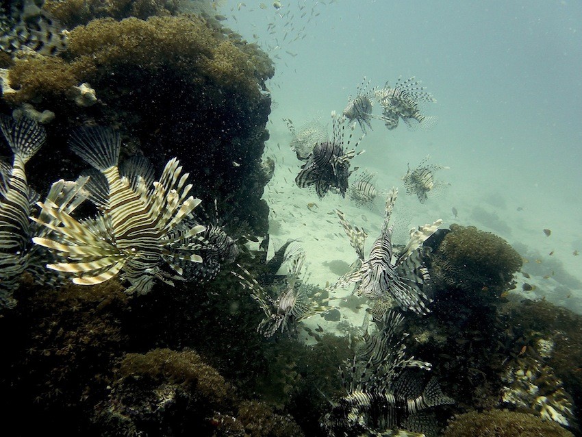 Gewöhnlicher Rotfeuerfisch ( Common lionfish )