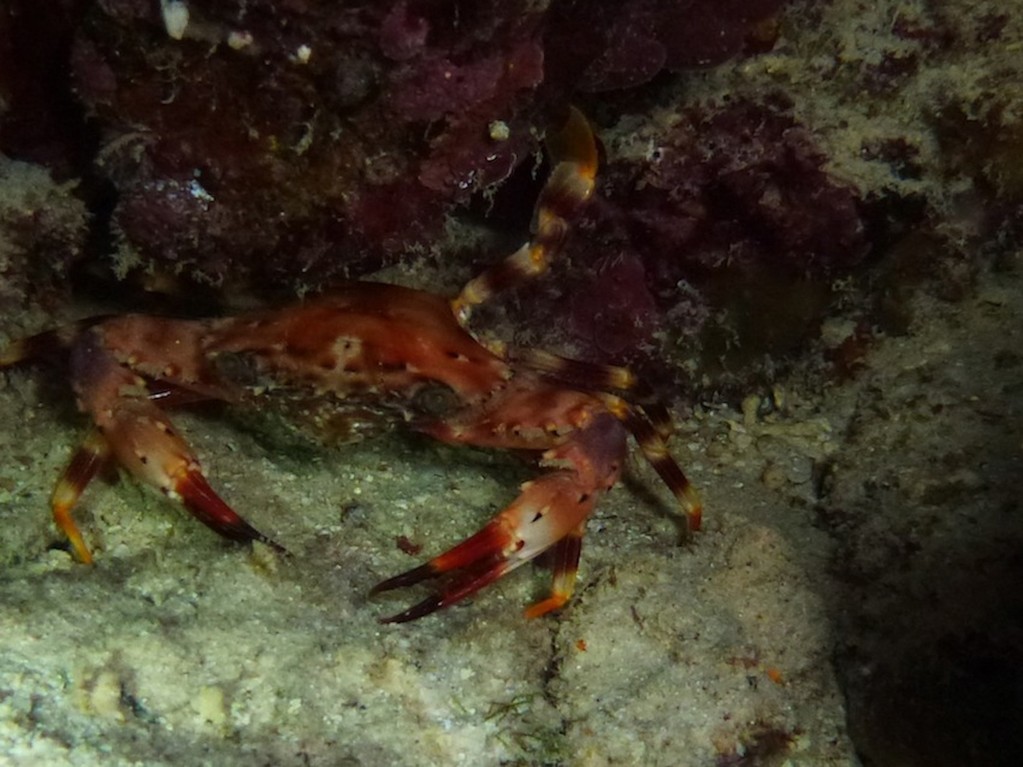 Rote Schwimmkrabbe ( Red swimming crab )