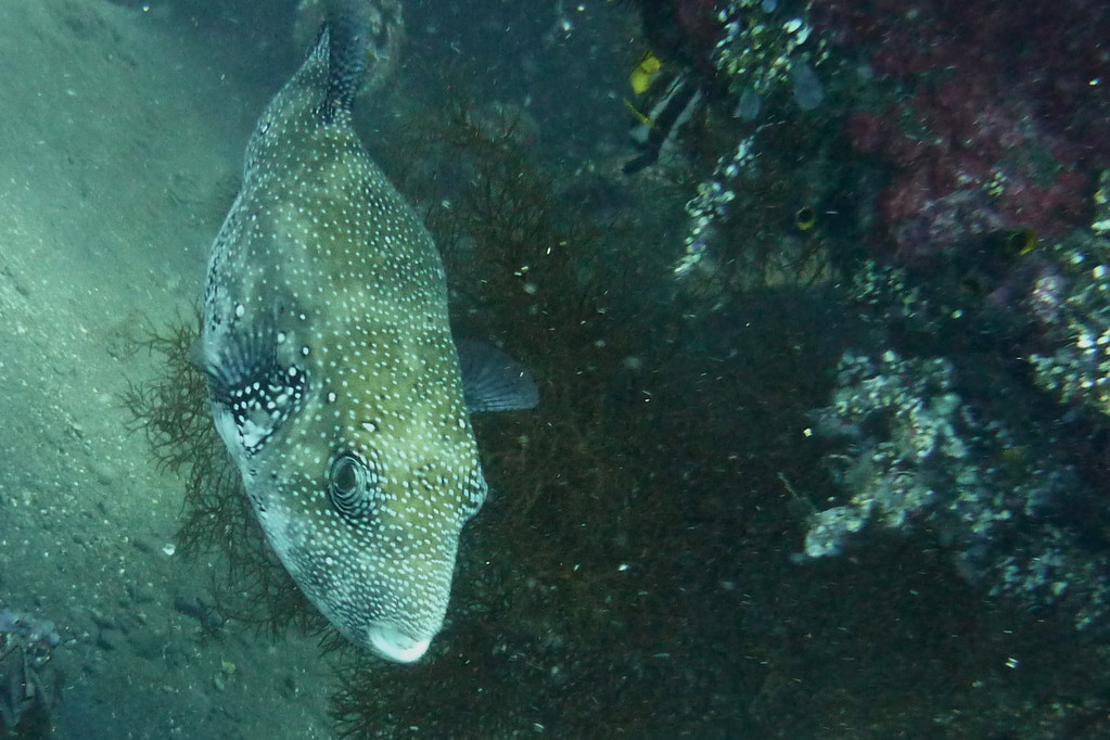 Riesenkugelfisch