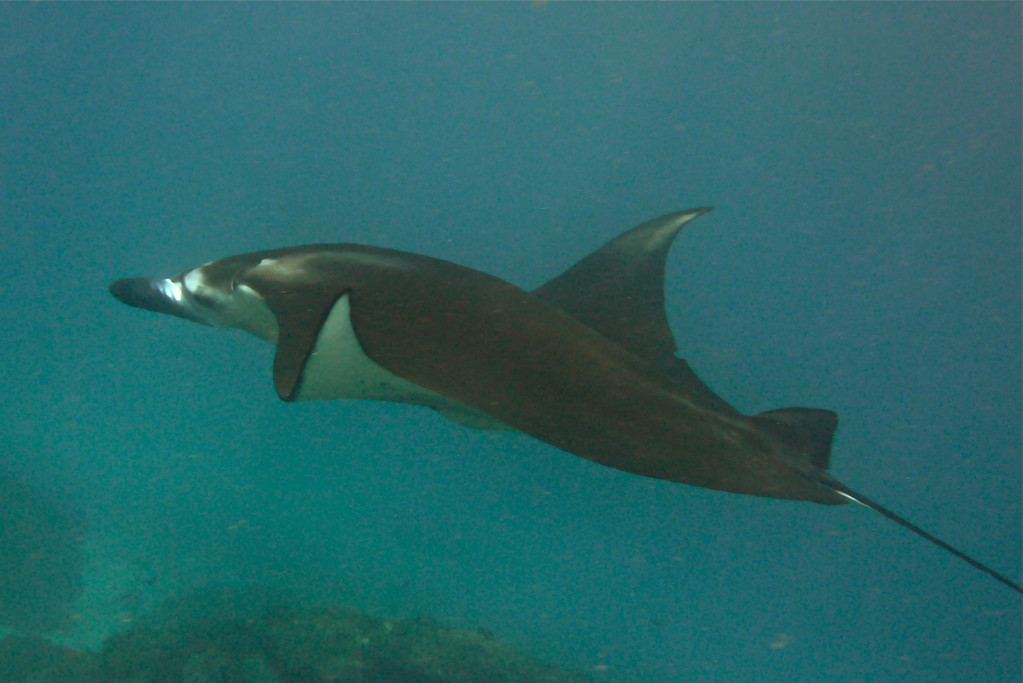 Manta