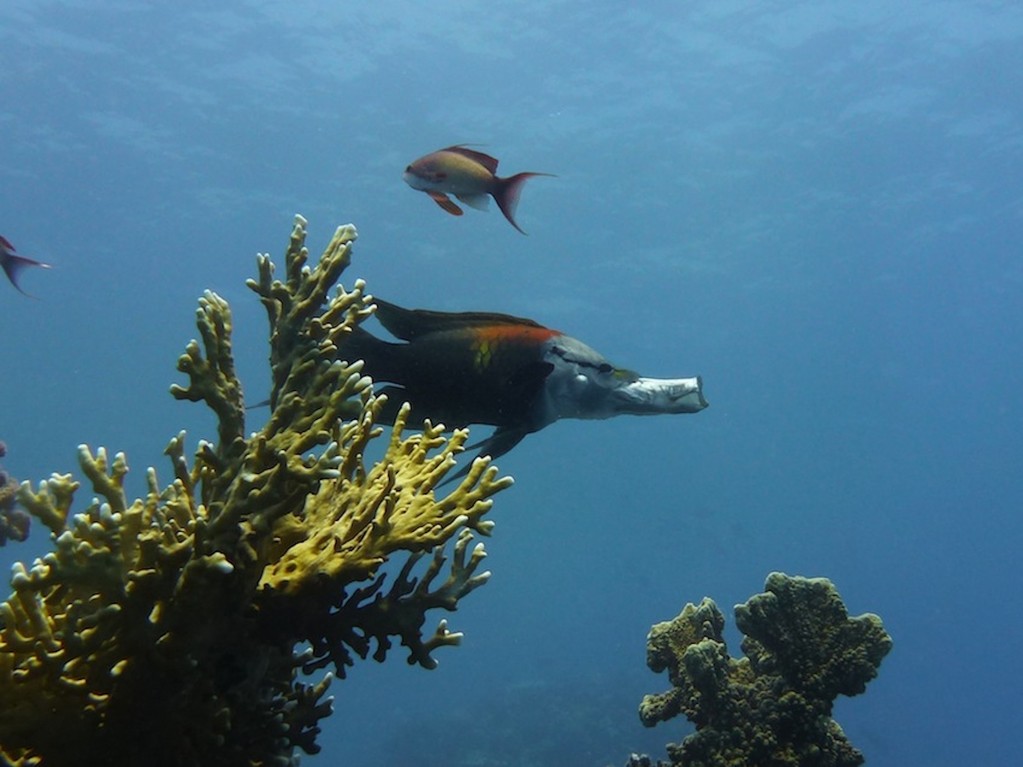 Stülpmaul - Lippfisch ( Sling-jaw wrasse )