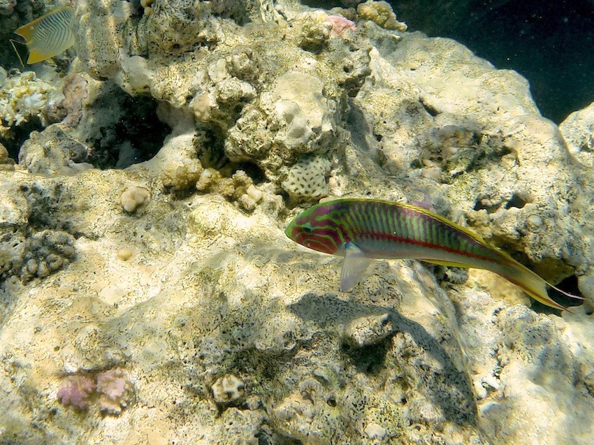 Rotmeer - Junker ( Klunzinger's wrasse )