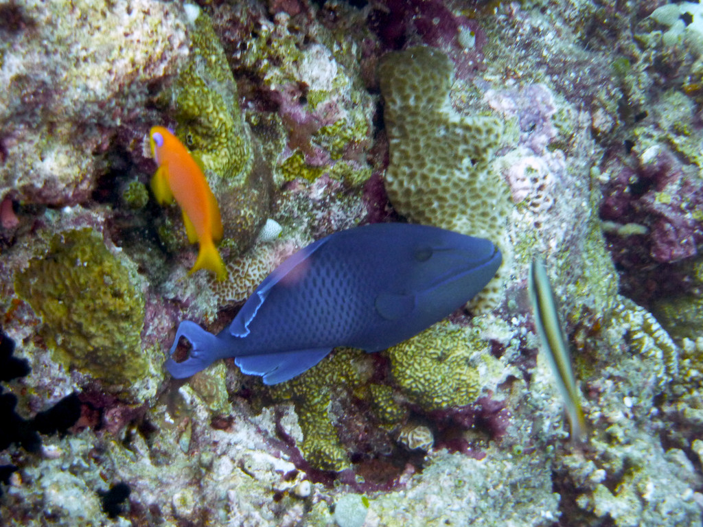 Rotzahn - Drückerfisch
