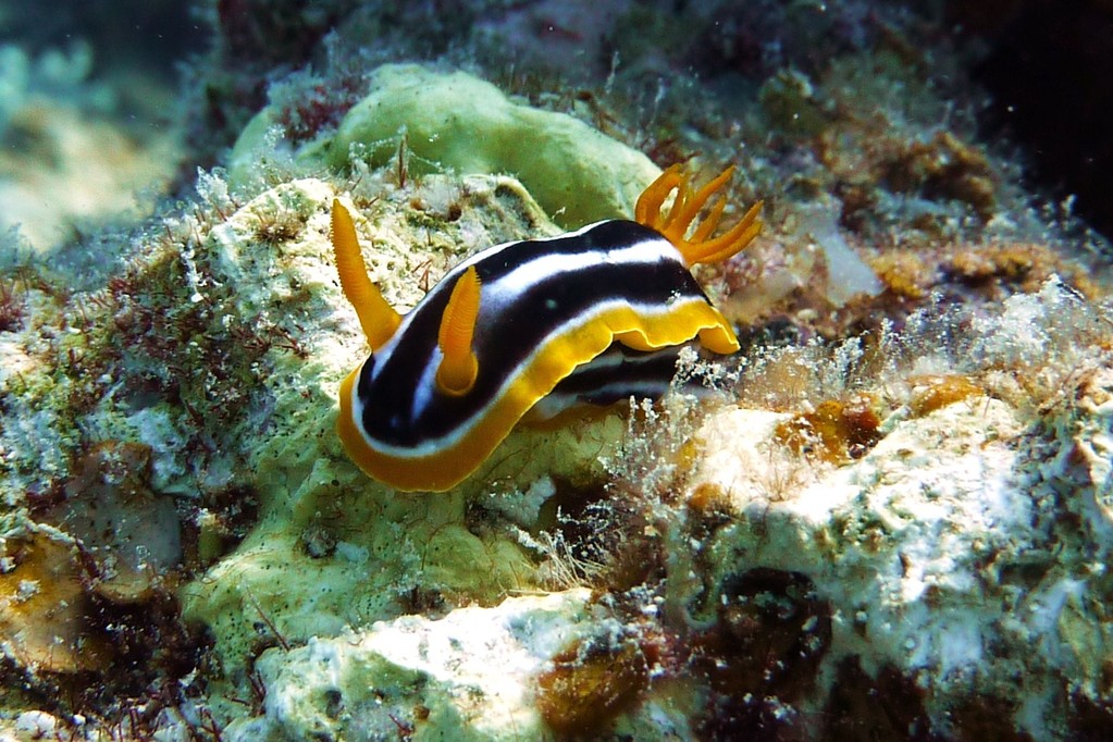 Pyjamanacktschnecke