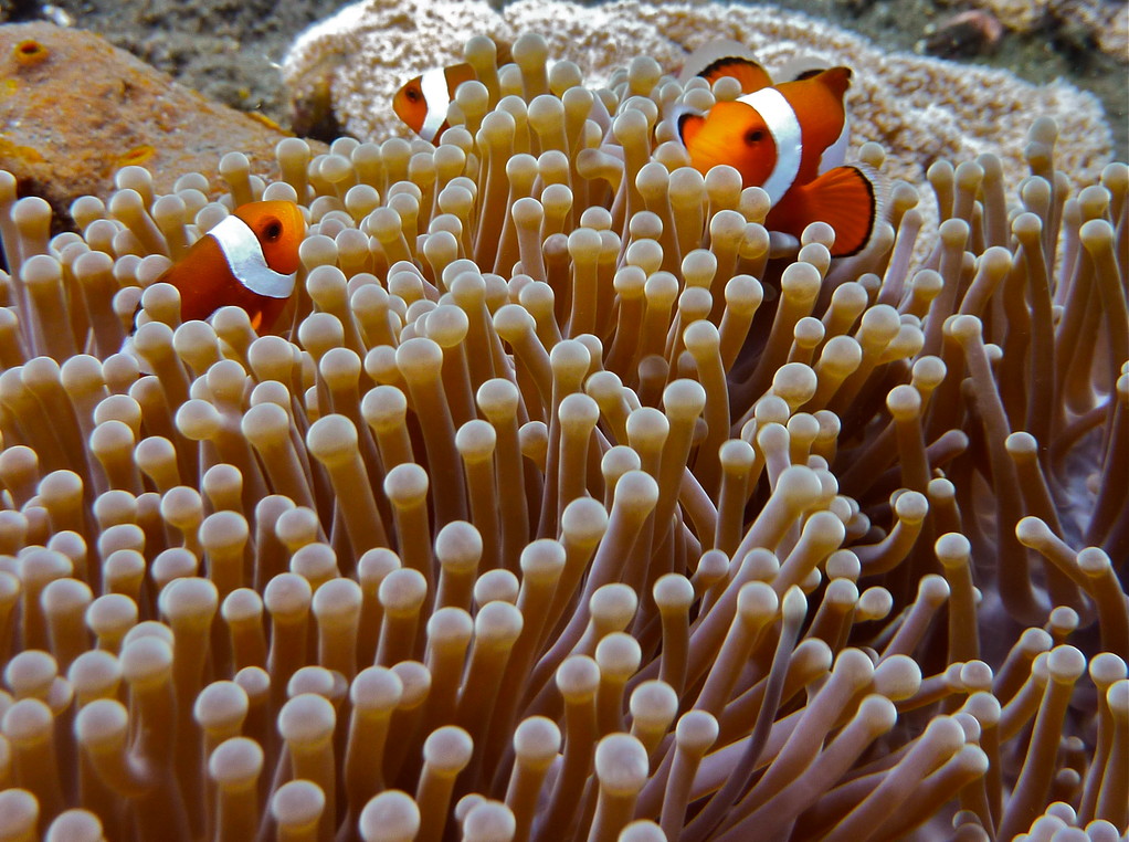 Anemonenfische