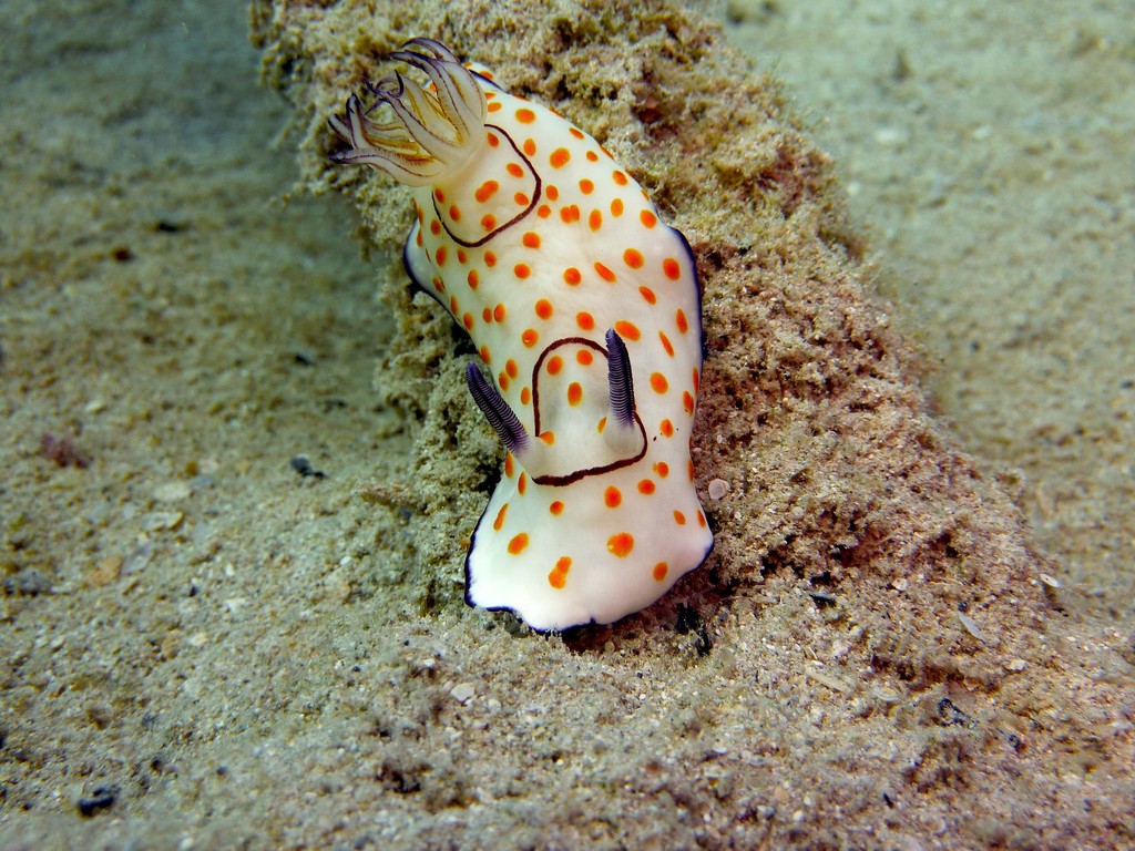 Ring-Chromodoris