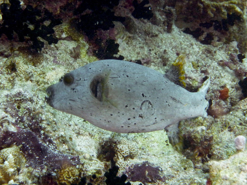 Schwarzfleck - Kugelfisch