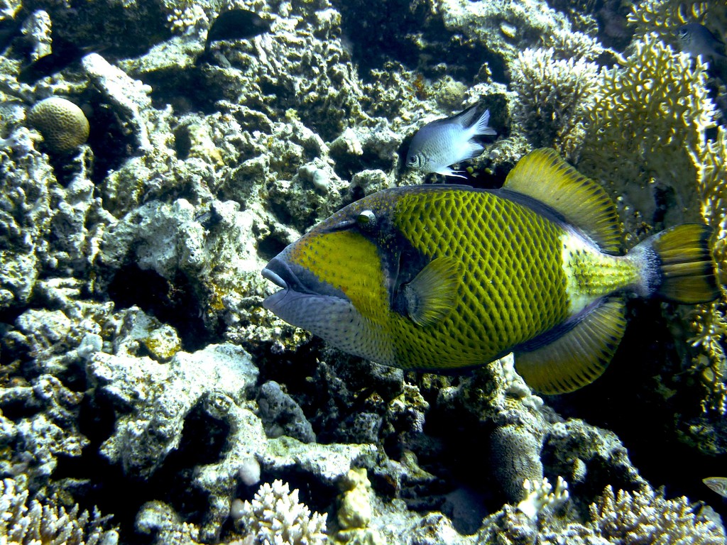 Riesen Drückerfisch