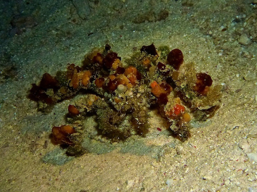 Dekor - Spinnenkrabbe ( Camouflage spider crab )