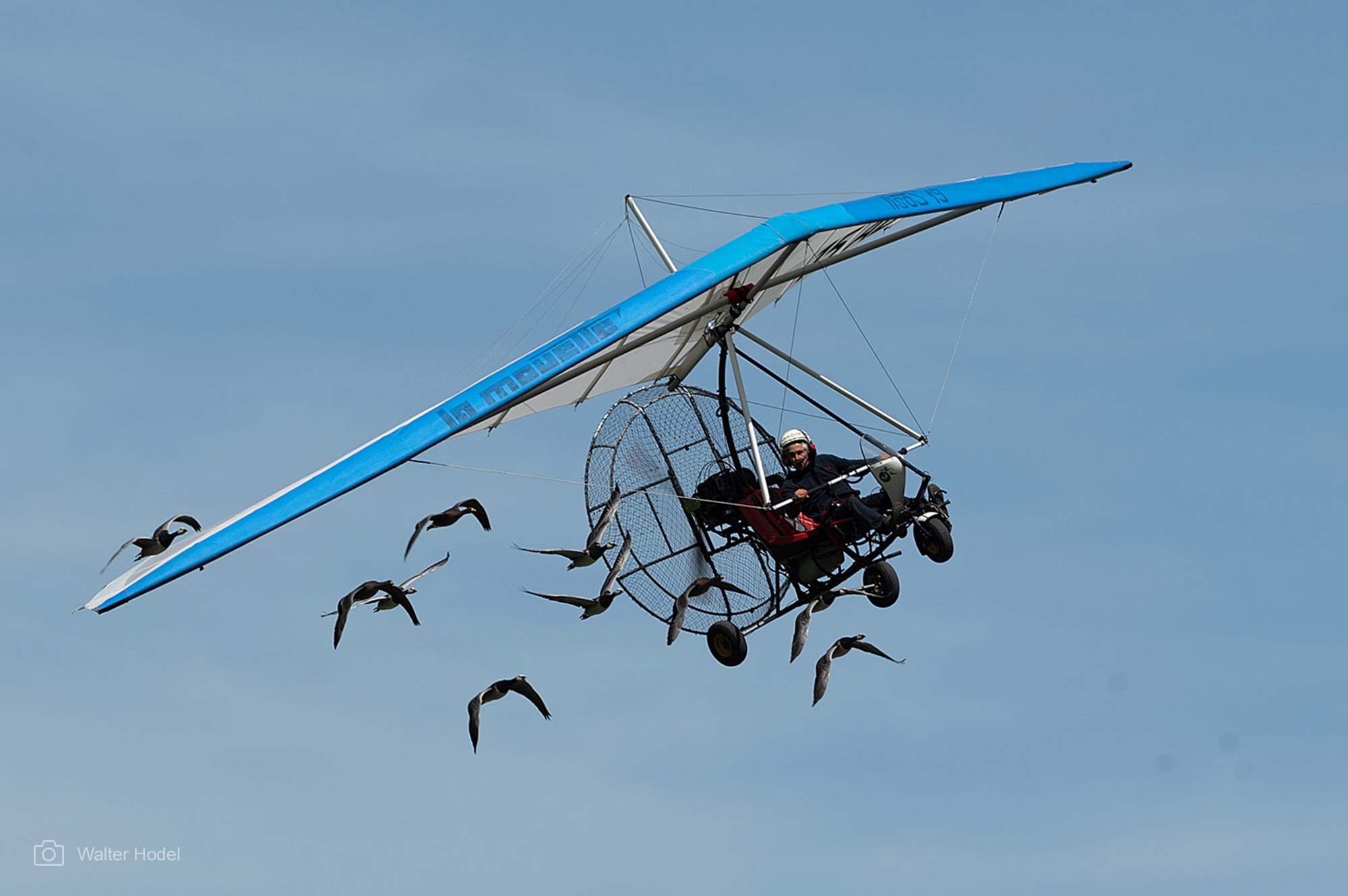 Voler avec les Oiseaux