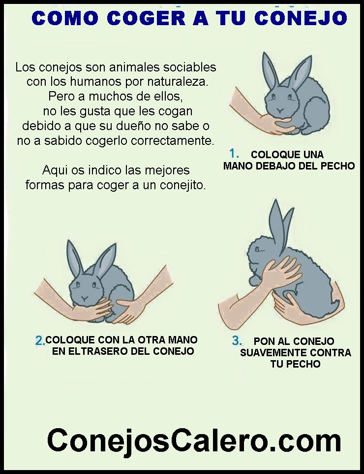 Como Hacer Para Que Mi Conejo No Muerda Los Cables