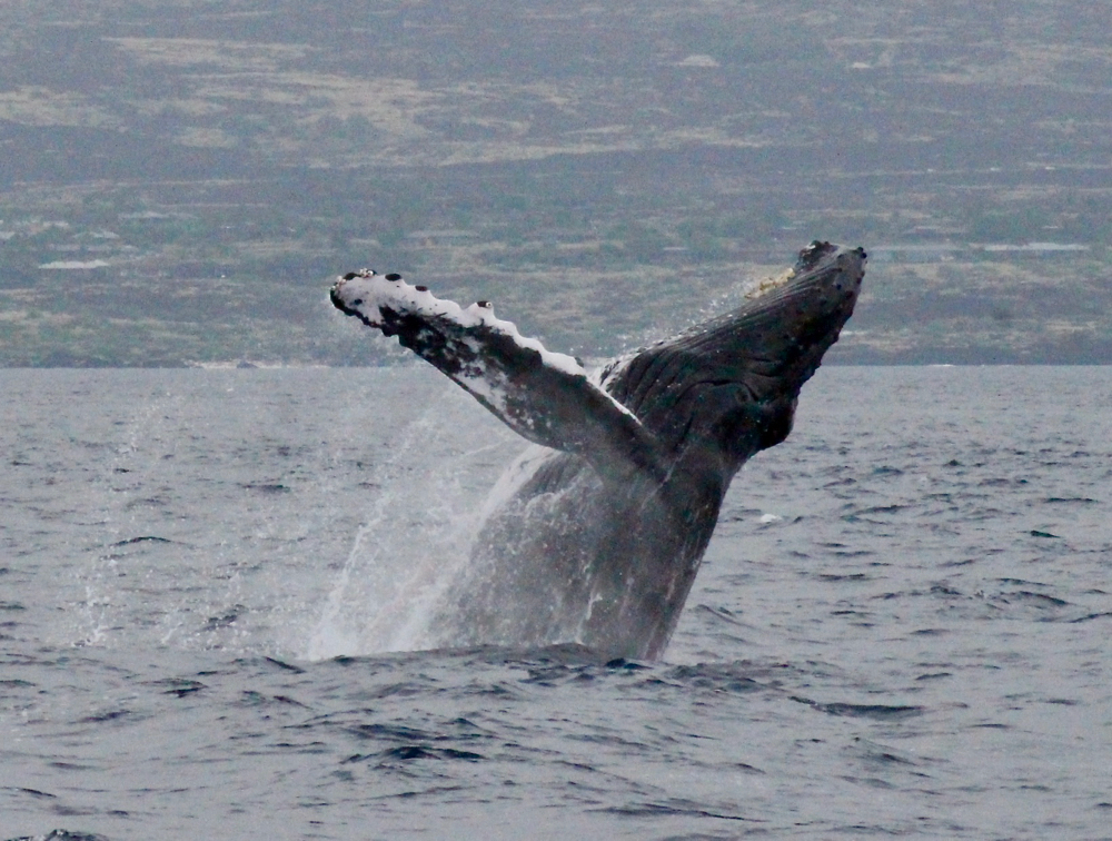 クジラウォッチング