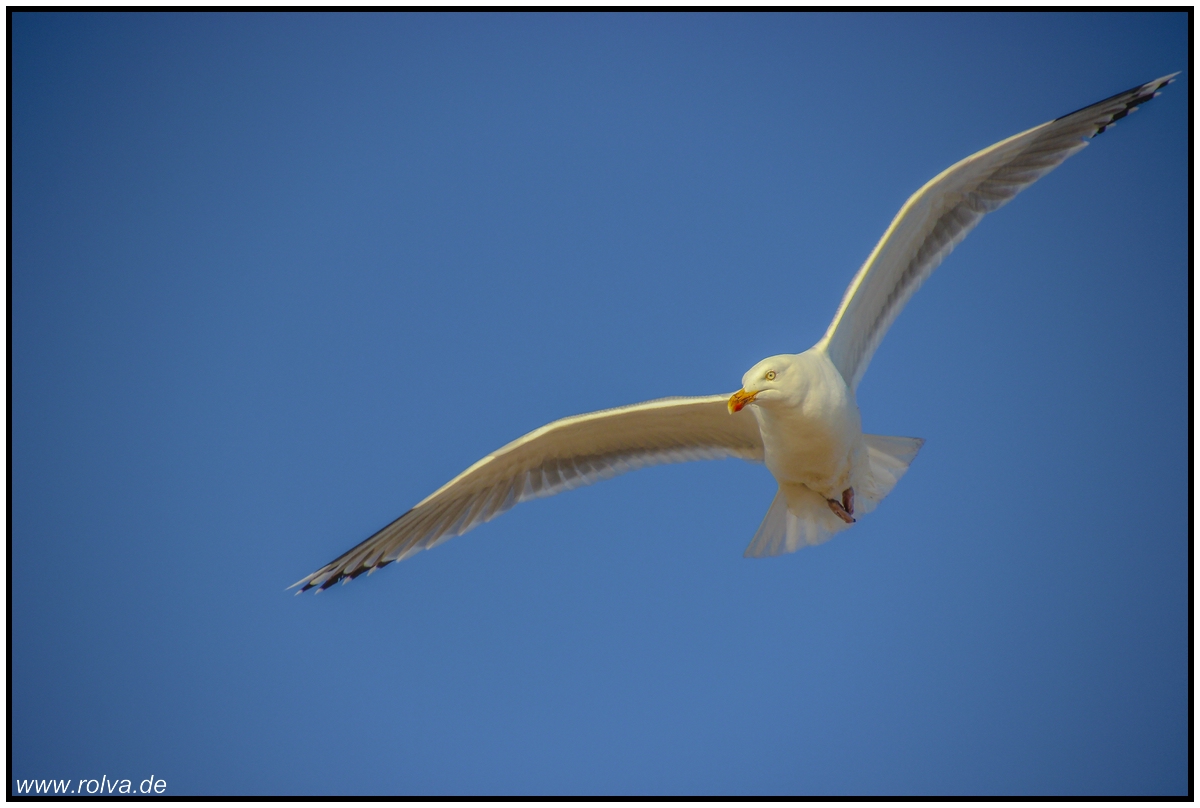 Silbermöwe im Flug #Larus argentatus