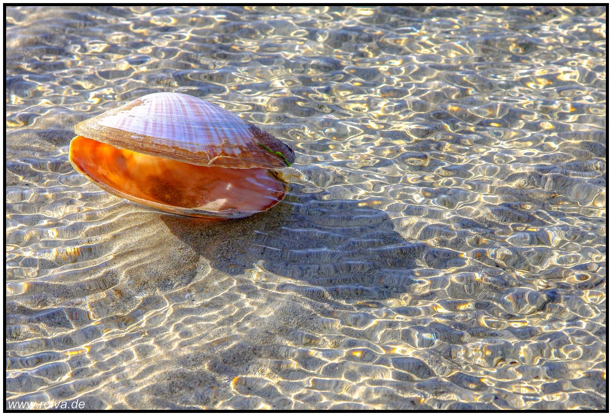 Muschel#Refleketion#Strand#Priele