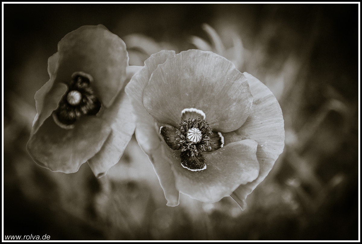 roter Mohn#sw