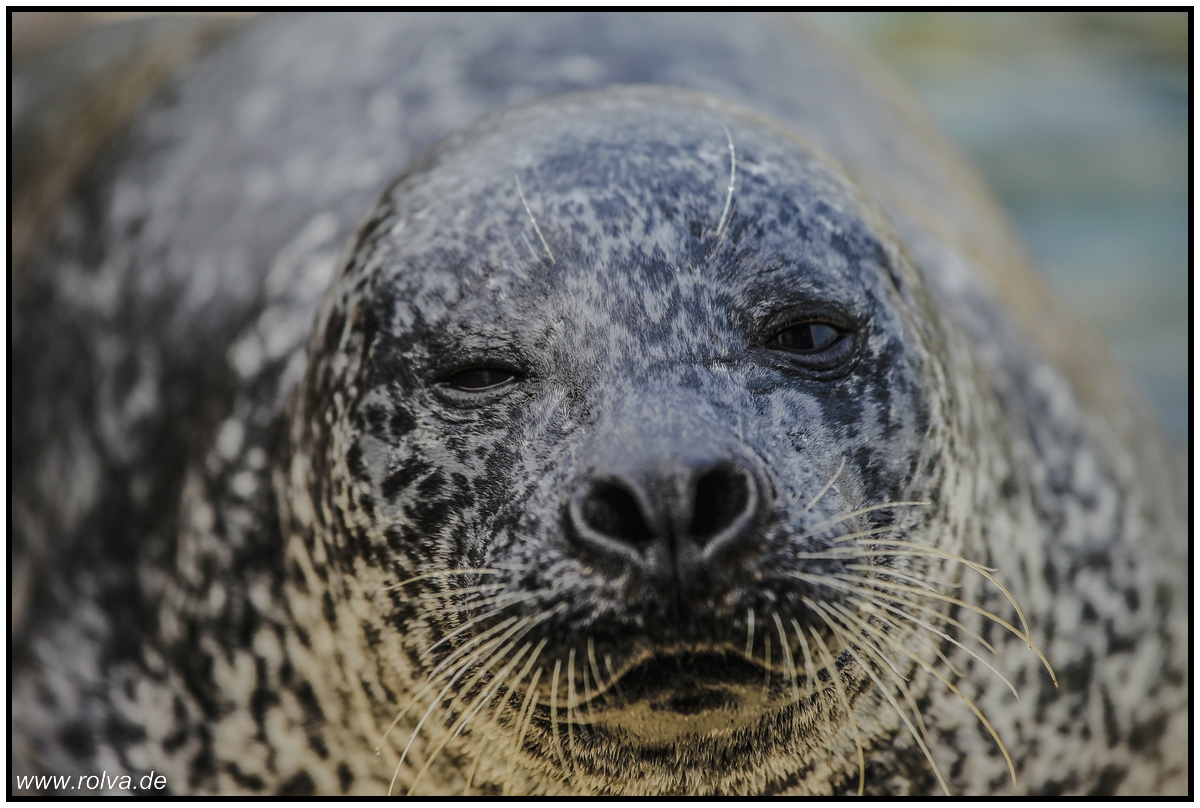 Portrait Seehund#Phoca vitulina#Robbe#Hundsrobbe