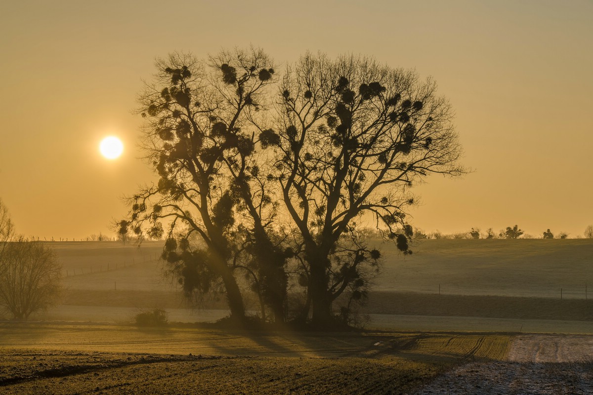 Mistelbaum#Sonnenuafgang#Orsbacher Feld # Roland Valter # Naturfotografie