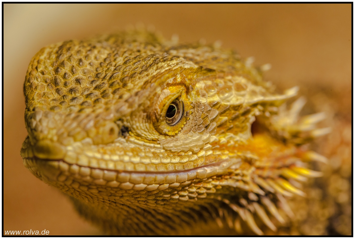 Bartagame