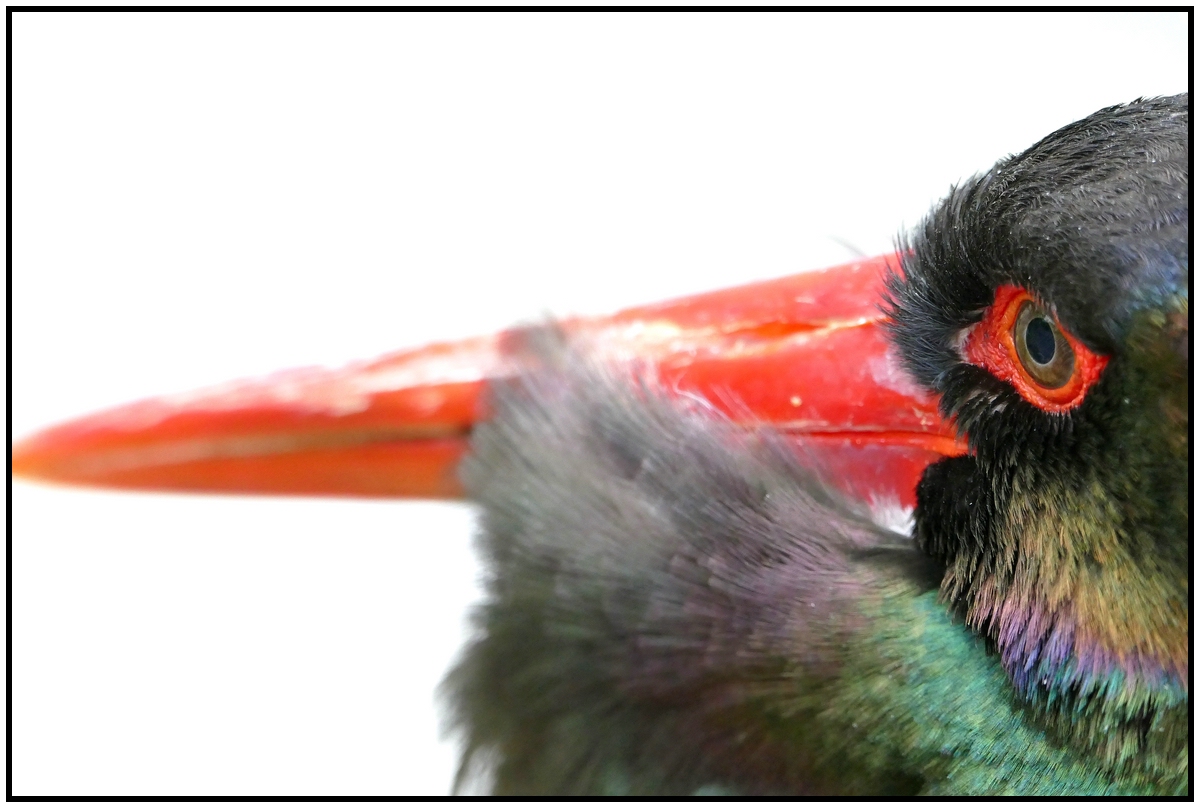 Schwarzstorch#Portrait#Ciconia nigra