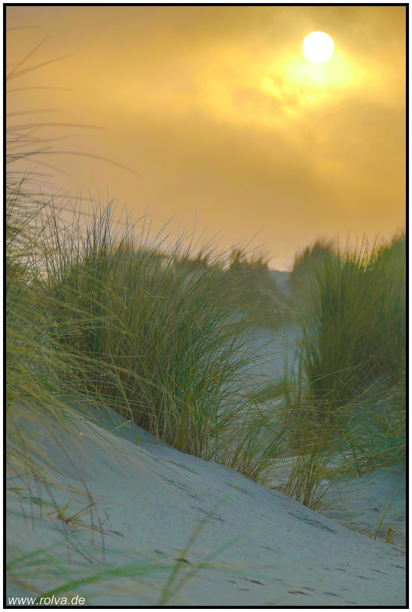 Walcheren#Dünen mit Gras#Strand