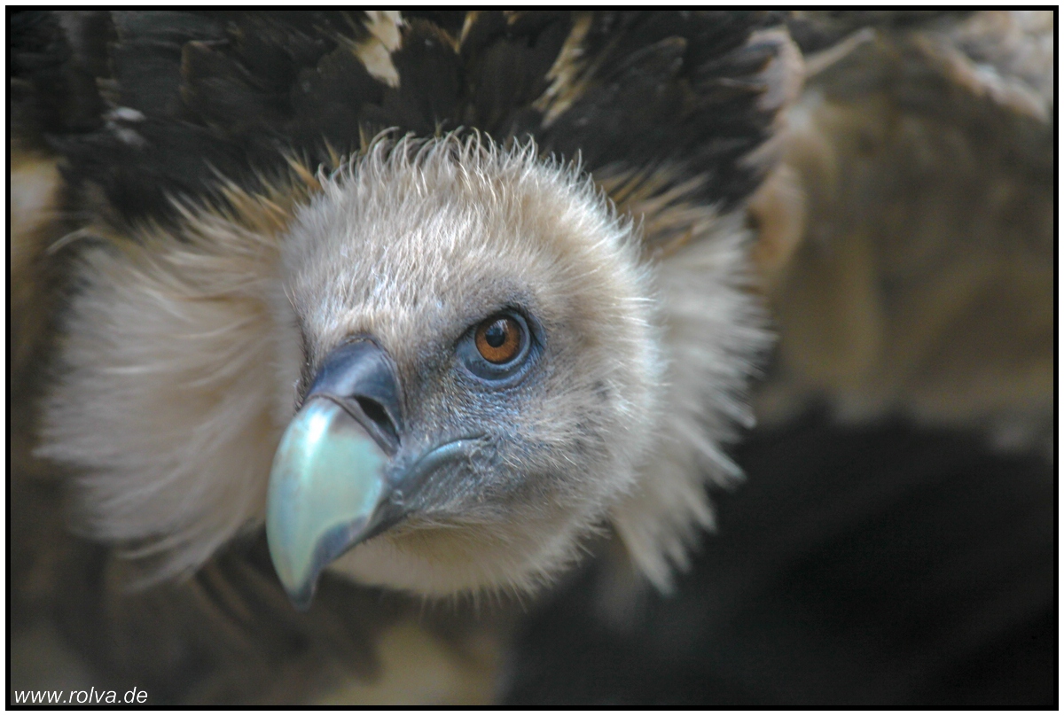 Gänsegeier#Portrait