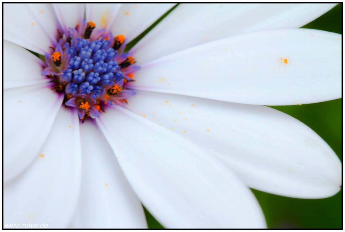 Blüte#Detail