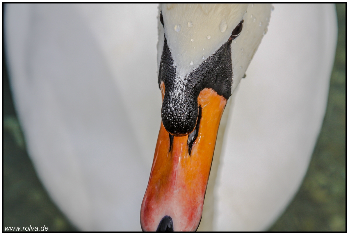 Schwan#Höckerschwan#Cygnus olor
