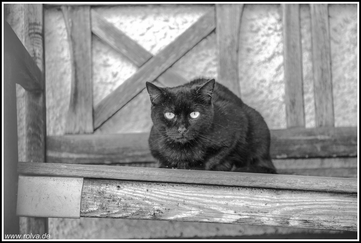 Katze#Portrait#sw