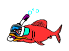 aquarium passion