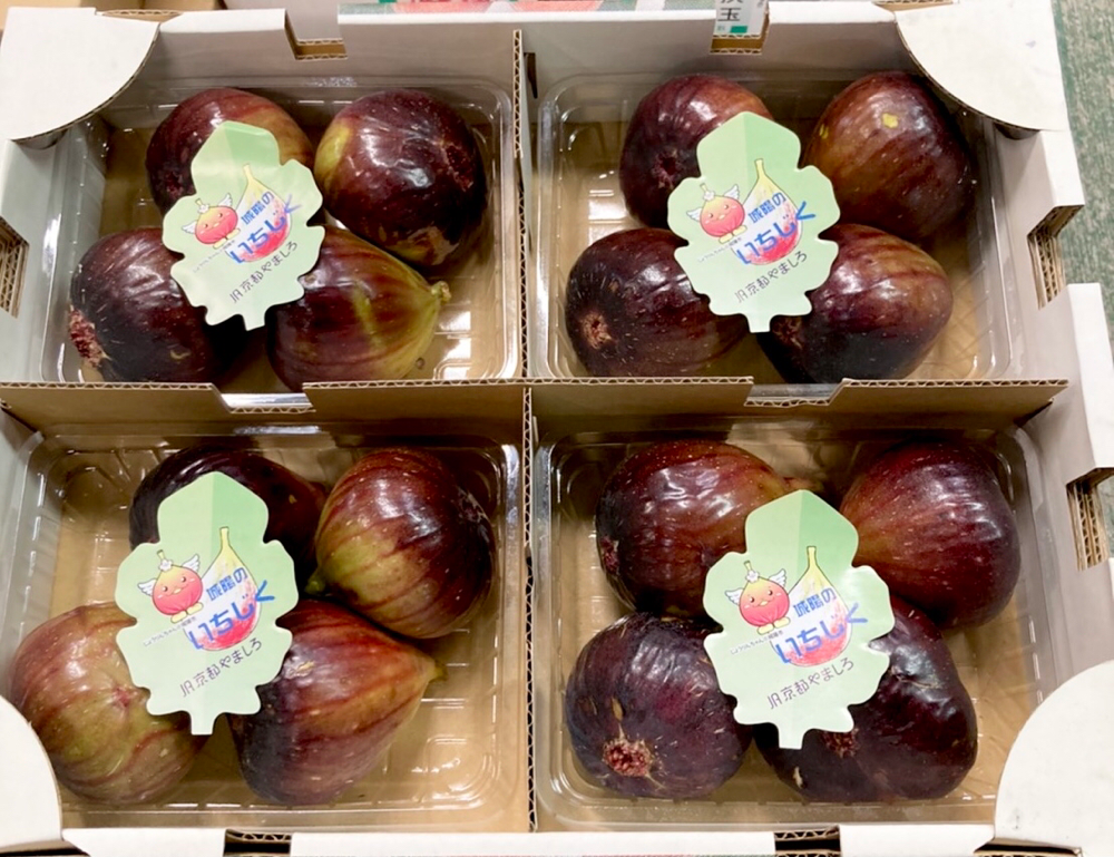 京都城陽産いちじく一箱 通販 京都城陽産いちじく一箱