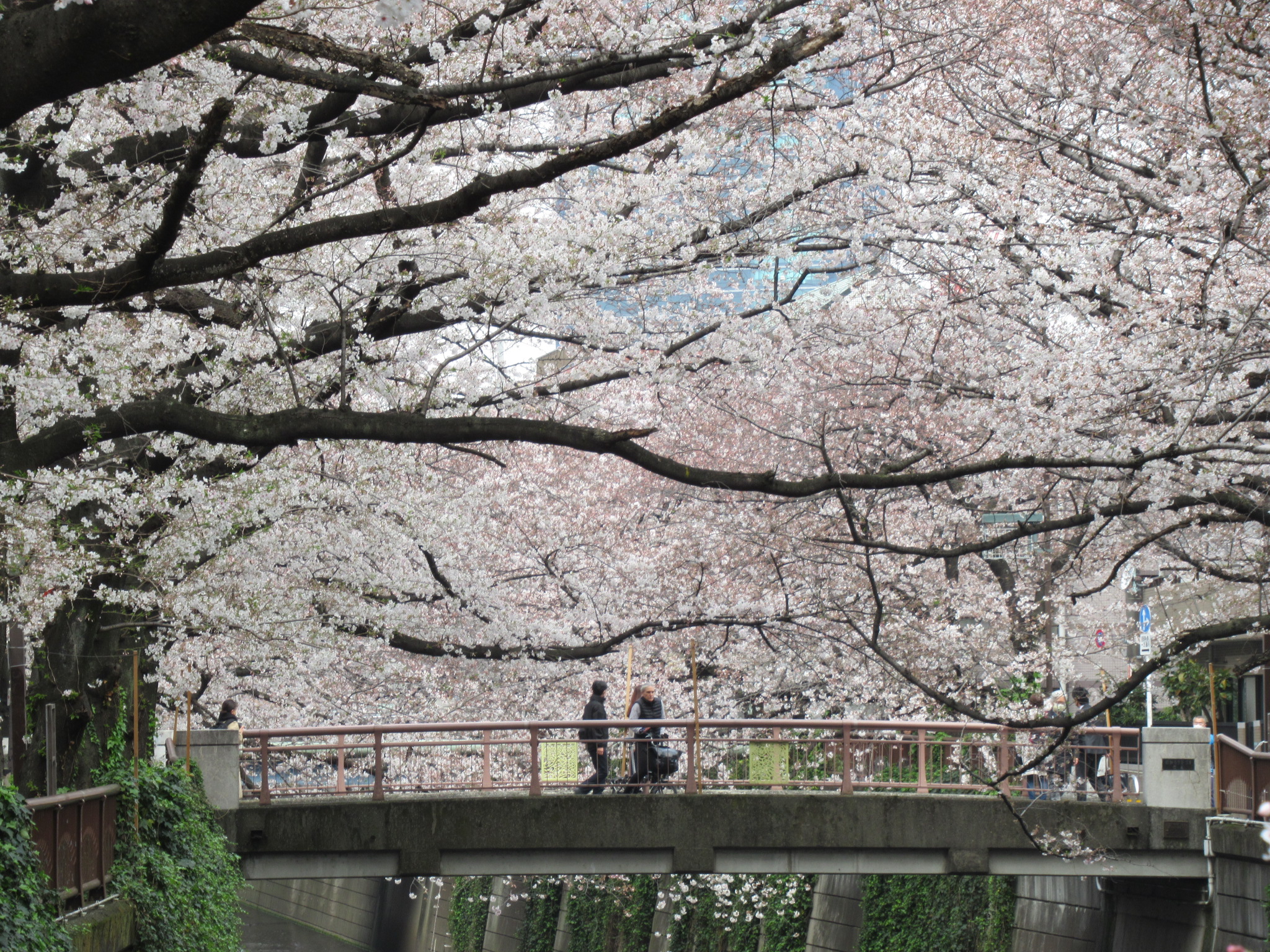 目黒川の桜①