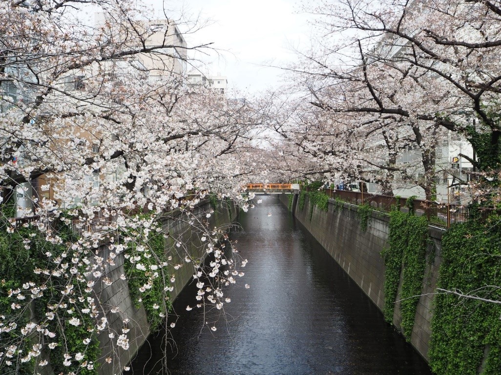 【目黒川周辺】今や外国人にも大人気の桜の定番スポット