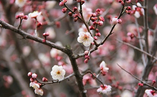 Ash 英語で学ぶ日本文化 In 関西 日本文化体験交流塾