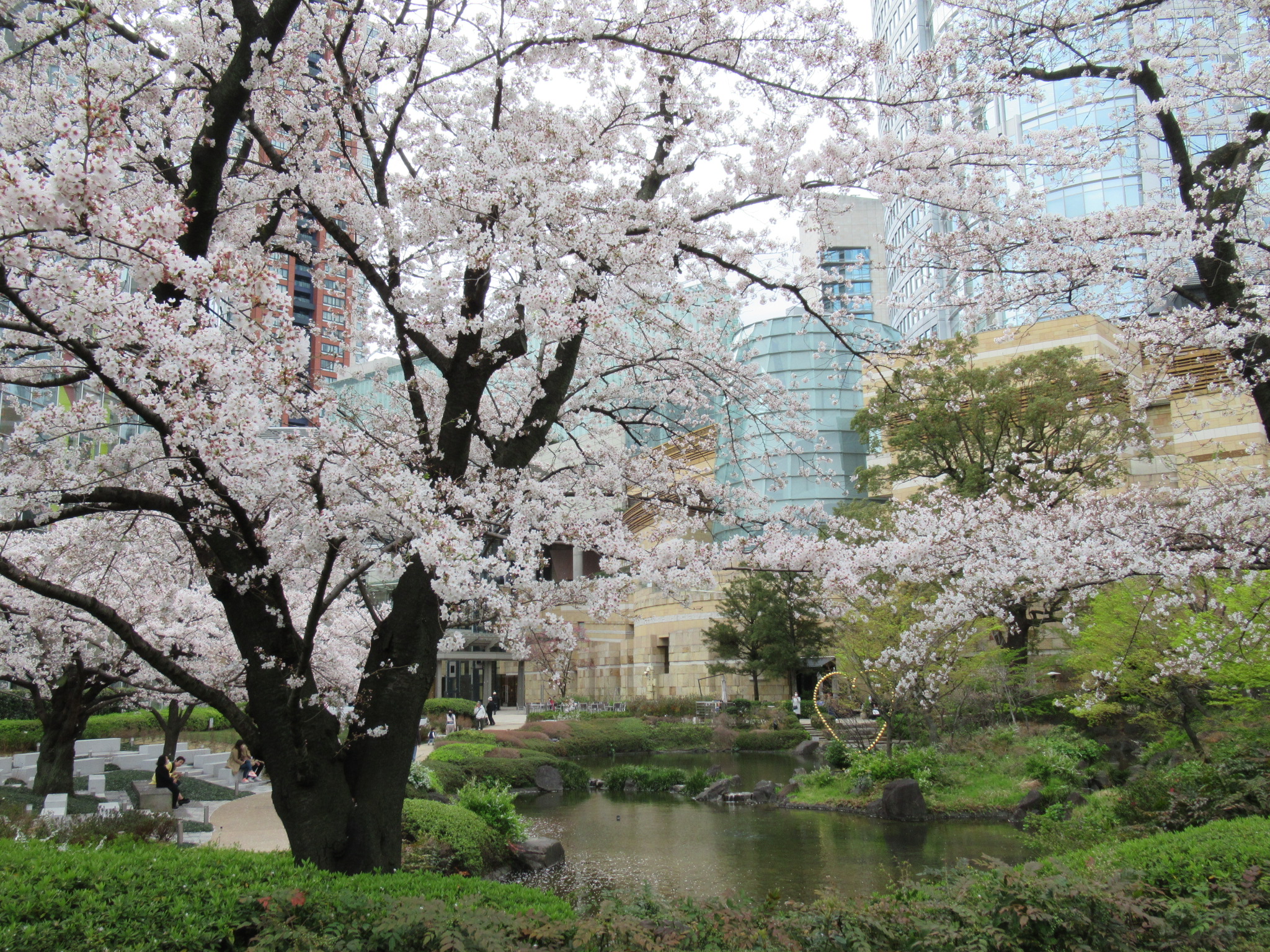 六本木 毛利庭園の桜