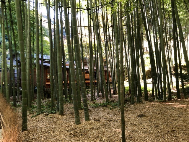 竹林で知られる報国寺。11月初旬。