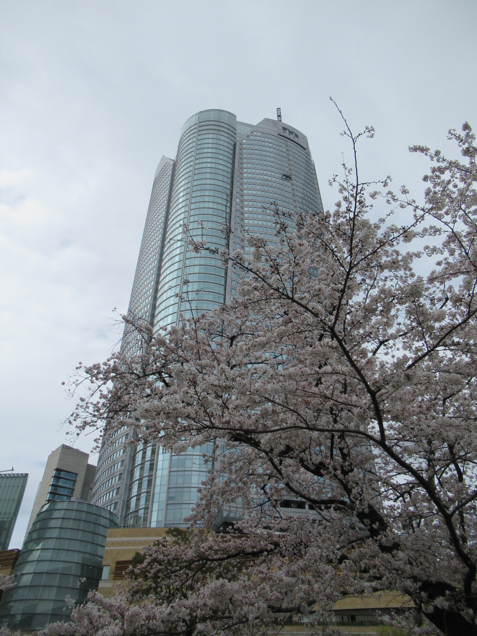 六本木ヒルズと桜
