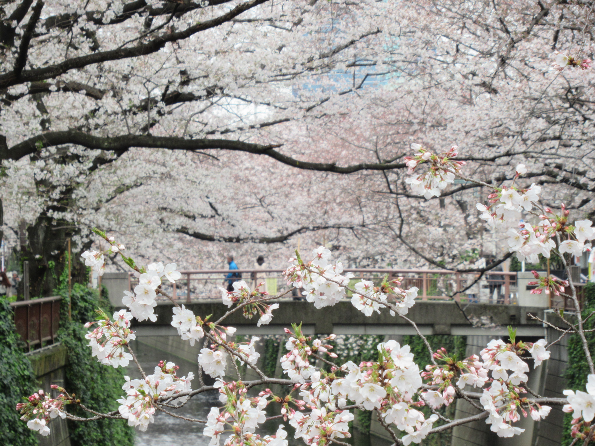 目黒川の桜② 手前の桜に焦点