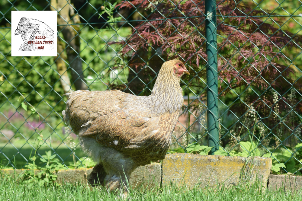 Brahma Henne in Blaurebhuhnfarbig-gebändert