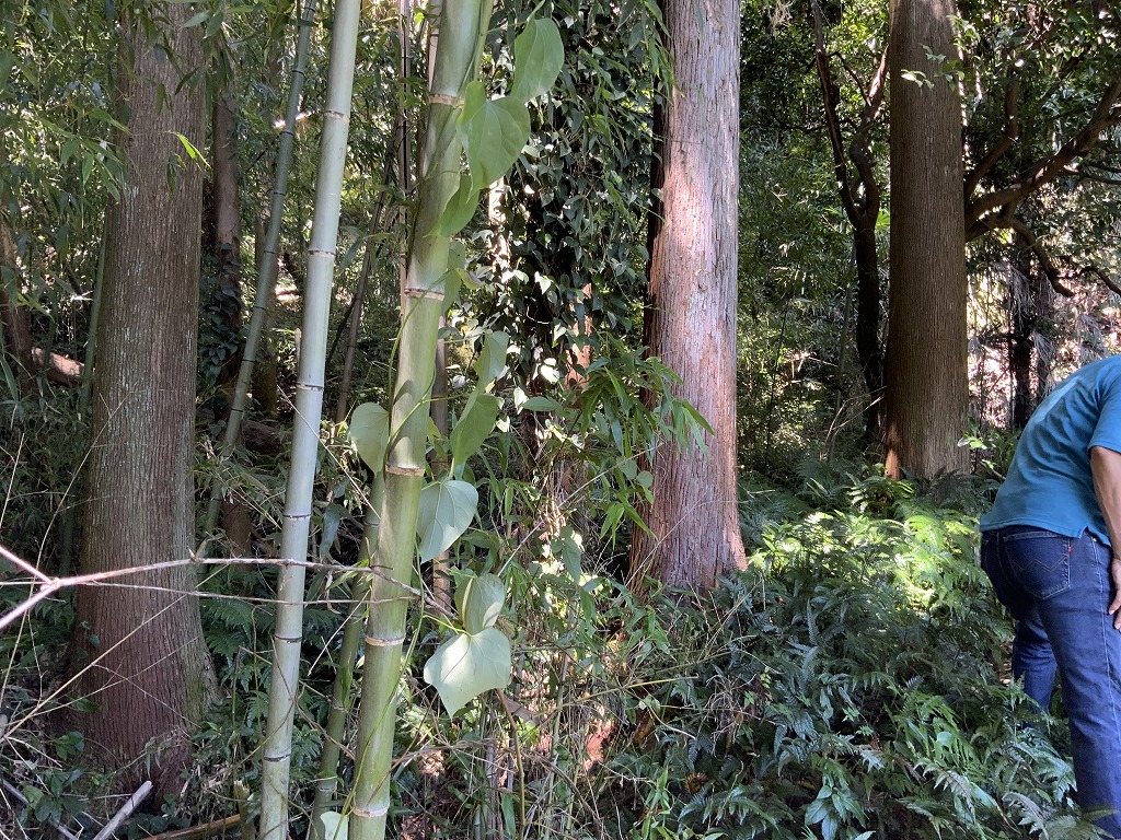 detached 熊野市有馬町