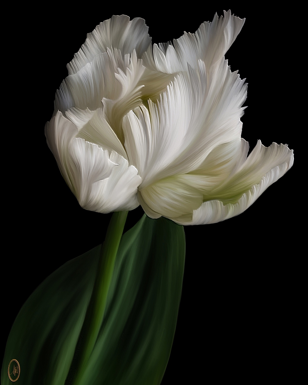 White tulip - digital artwork