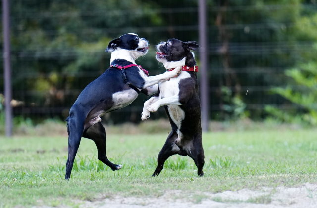 犬が楽しく遊んでいる姿に、人間の笑いを考えるヒントがあります！