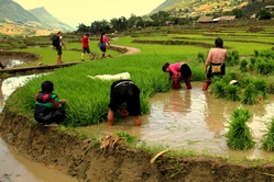 Trekkking durch die Reisterrassen bei Sapa