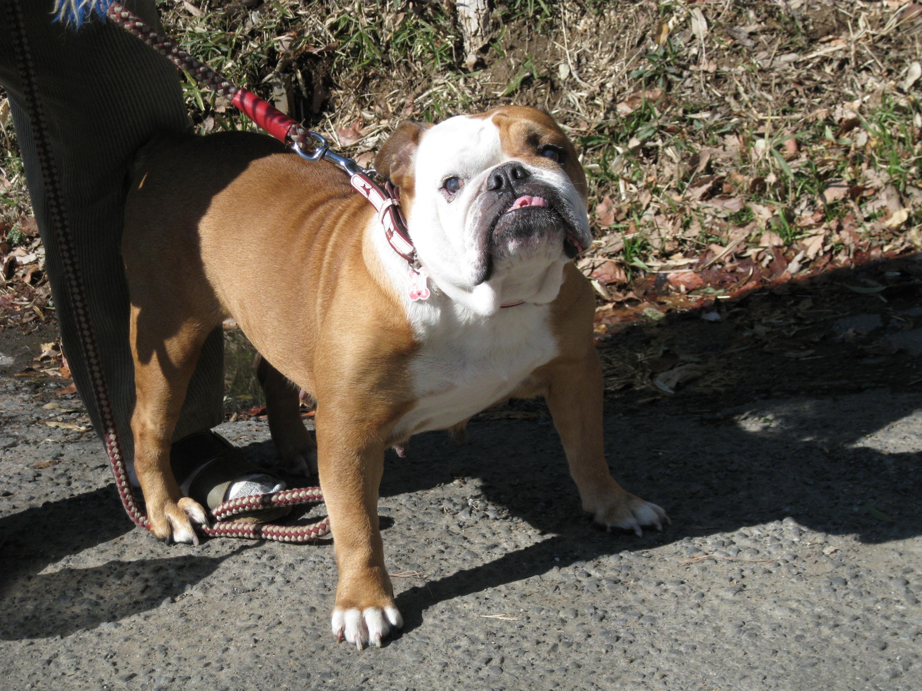 One of your best friends, which is the dog. - Thread Art