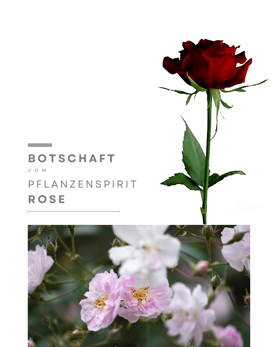 Botschaften vom Pflanzenspirit der Rose