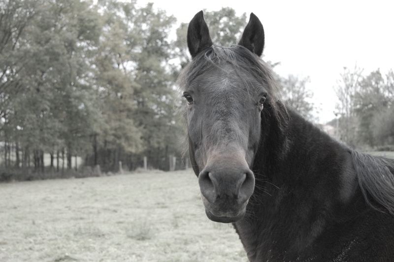 Prince, adopté par Émilie en 2009 (A rejoint les étoiles en 2013)