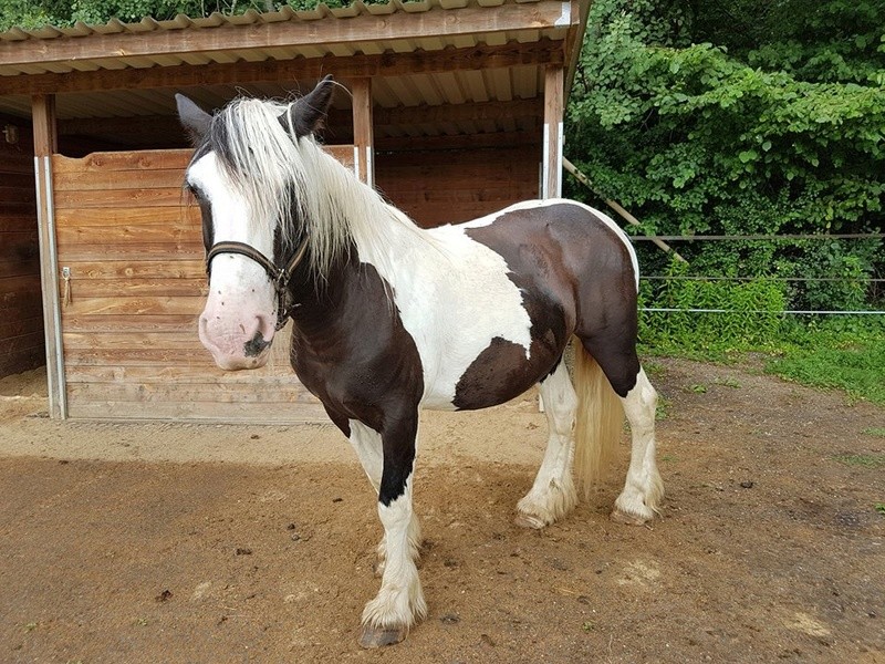 Temple Care, adoptée par Sylvaine en 2017