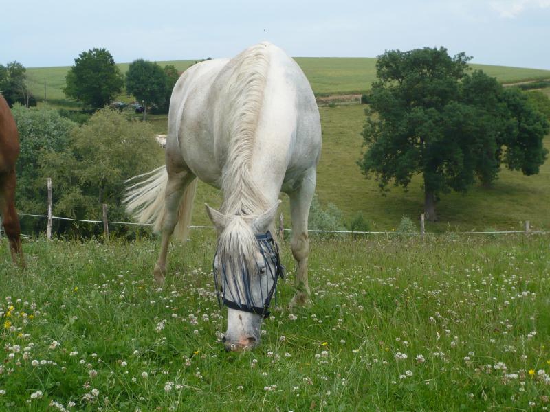 Vanille, adoptée par Amandine en 2009